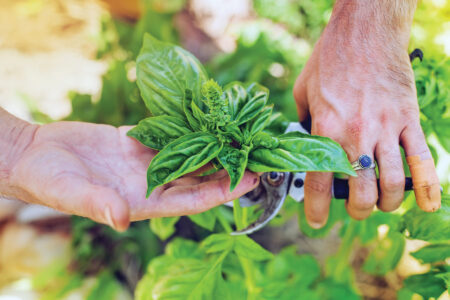 Pinching and Pruning to Increase Yield Image